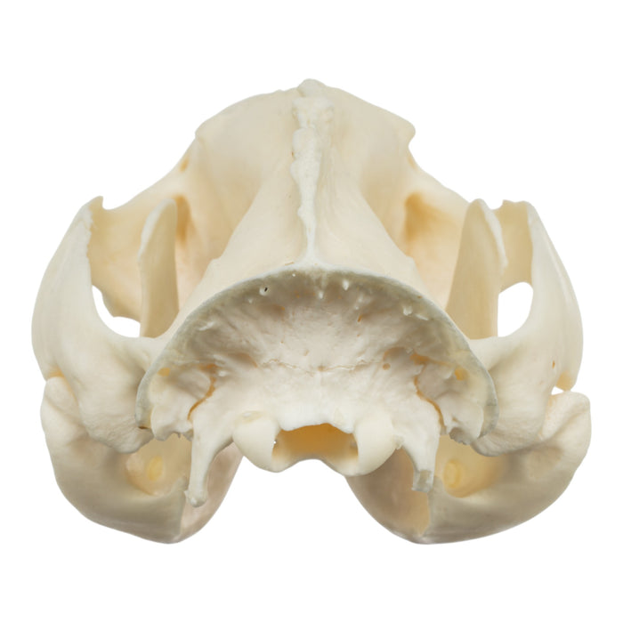 Real American Opossum Skull - Pathology