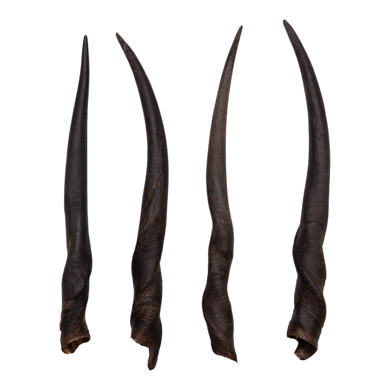 Real Eland Horn - Female