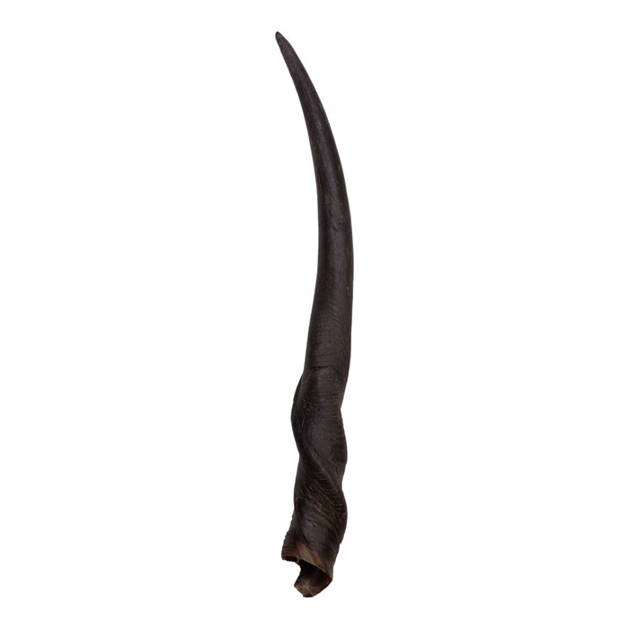 Real Eland Horn - Female