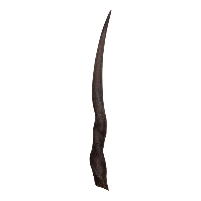 Real Eland Horn - Female
