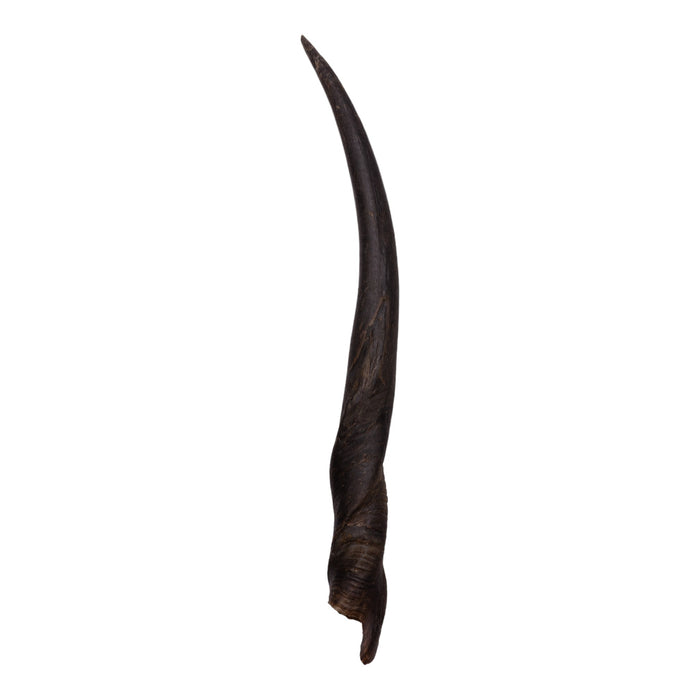 Real Eland Horn - Female