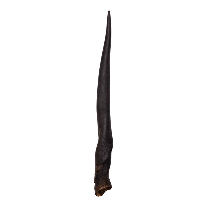 Real Eland Horn - Female