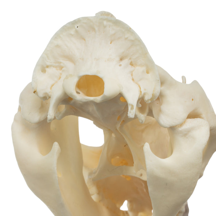 Real American Opossum Skull - Pathology