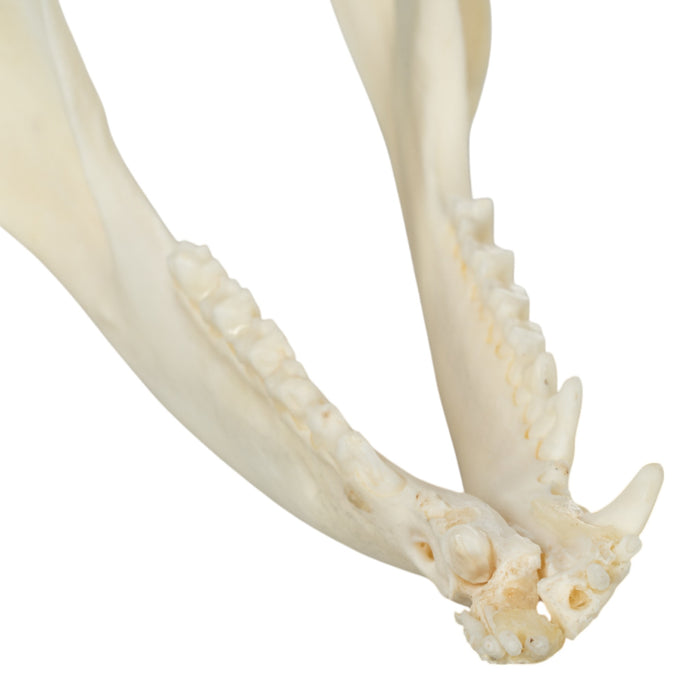 Real American Opossum Skull - Pathology