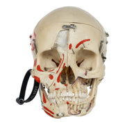 Real Human Skull - Dissected