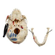 Real Human Skull - Dissected