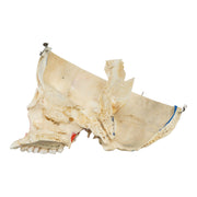 Real Human Skull - Dissected