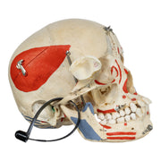 Real Human Skull - Dissected