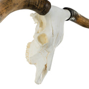 Replica Longhorn Skull