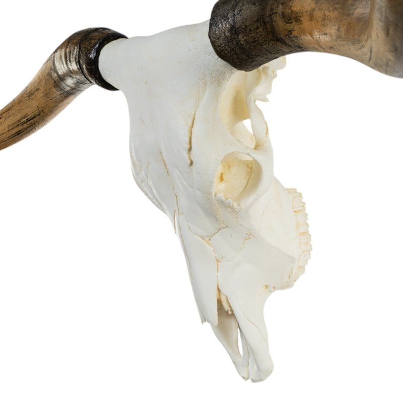 Replica Longhorn Skull