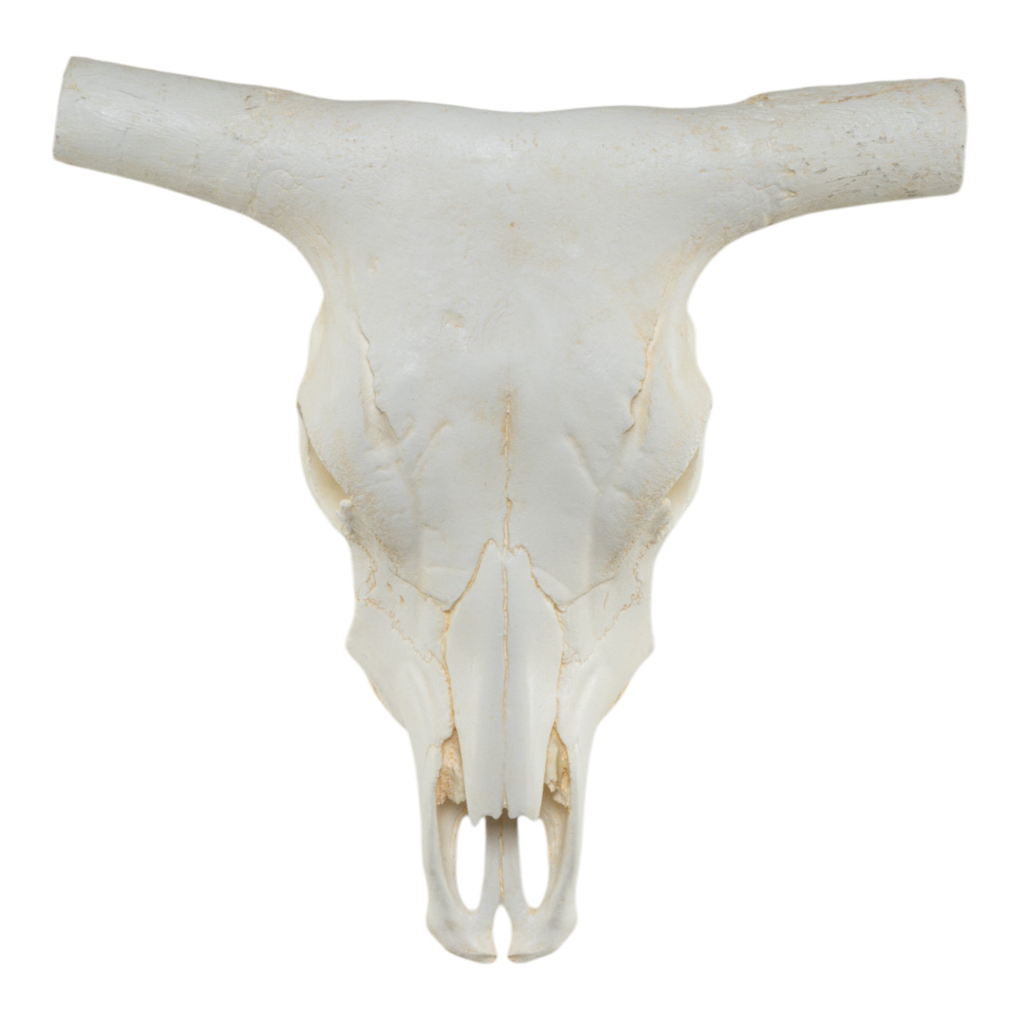 Replica Longhorn Skull For Sale — Skulls Unlimited International, Inc.
