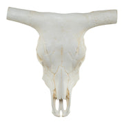 Replica Longhorn Skull