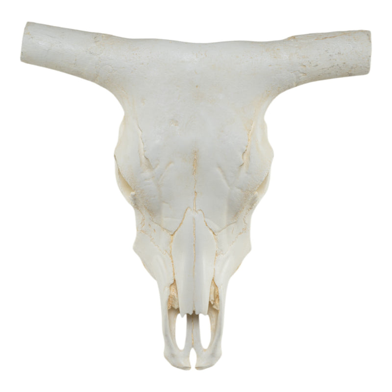 Replica Longhorn Skull
