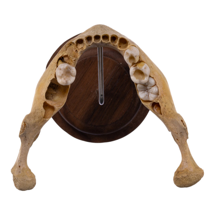 Real Human Mandible on Stand - Young