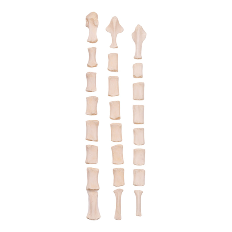 Real Domestic Dog Sternum - Disarticulated (Single)