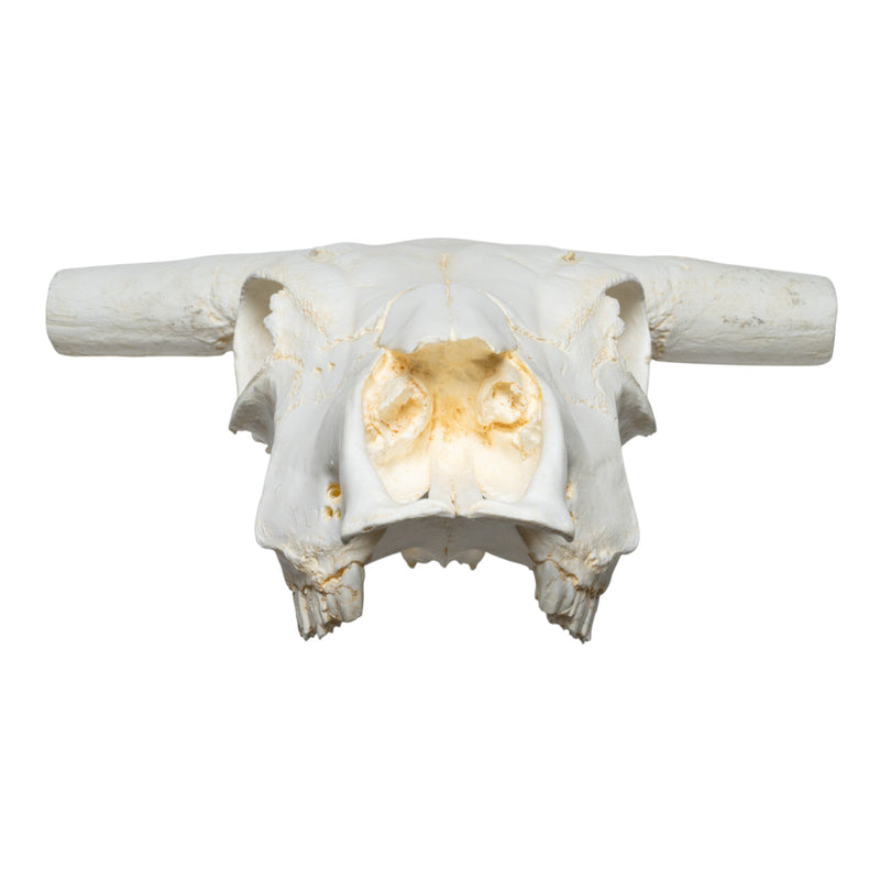 Replica Longhorn Skull