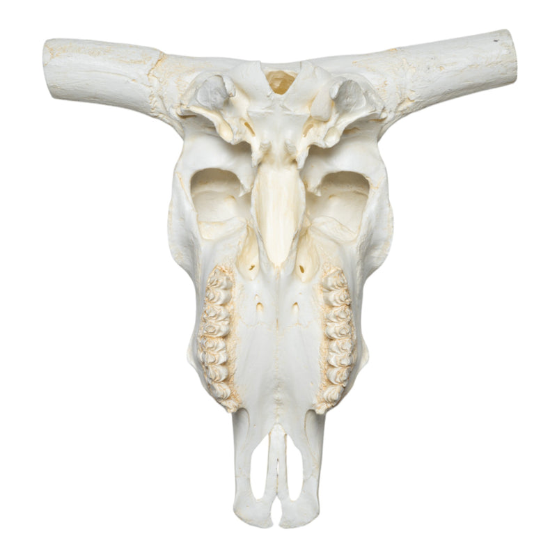Replica Longhorn Skull