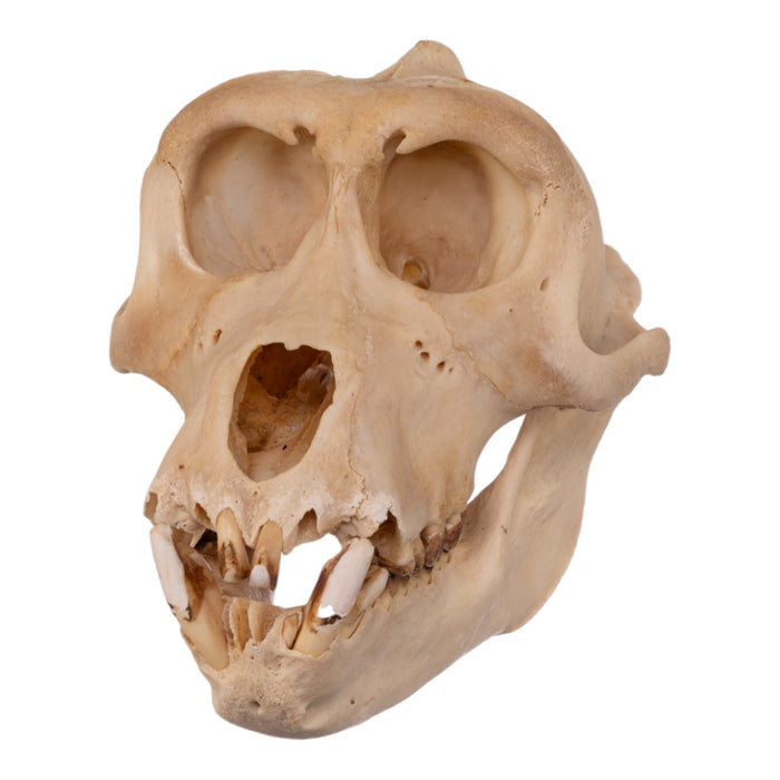 Real Macaque Skull