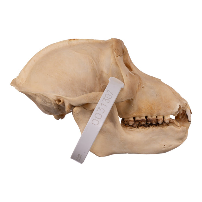 Real Macaque Skull
