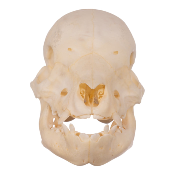 Real Domestic Pig Skull - Juvenile