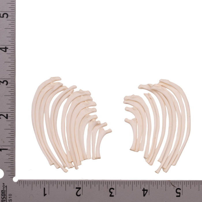 Real Domestic Cat Ribs Set For Sale — Skulls Unlimited International, Inc.