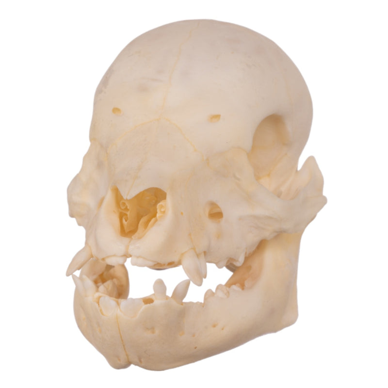 Real Domestic Pig Skull - Juvenile