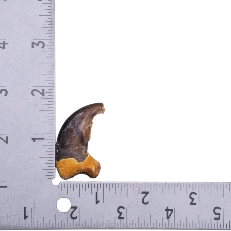 Real Grizzly Bear Back Claw