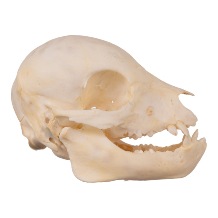 Real Domestic Pig Skull - Juvenile