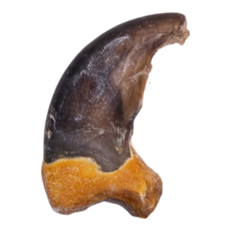 Real Grizzly Bear Back Claw