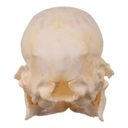 Real Domestic Pig Skull - Juvenile