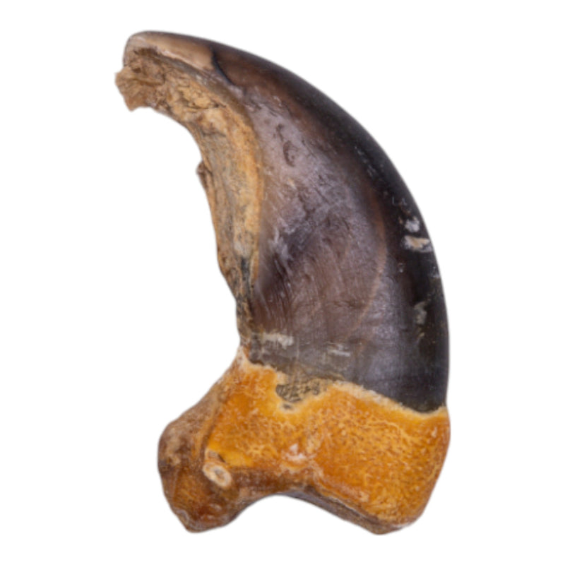Real Grizzly Bear Back Claw