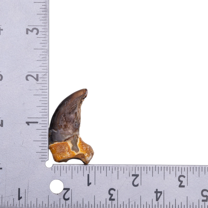 Real Grizzly Bear Back Claw