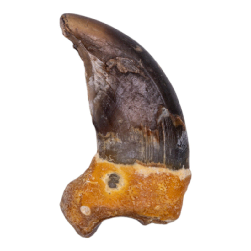 Real Grizzly Bear Back Claw