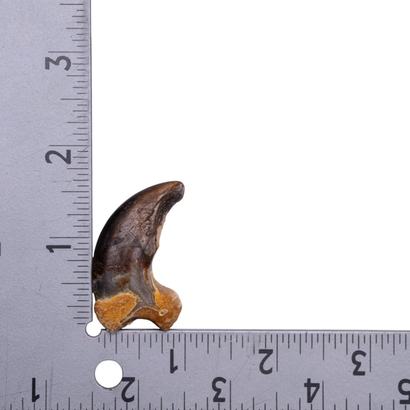 Real Grizzly Bear Back Claw