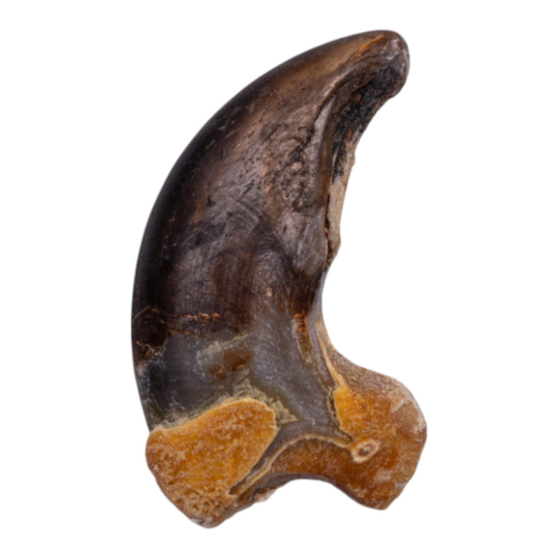 Real Grizzly Bear Back Claw