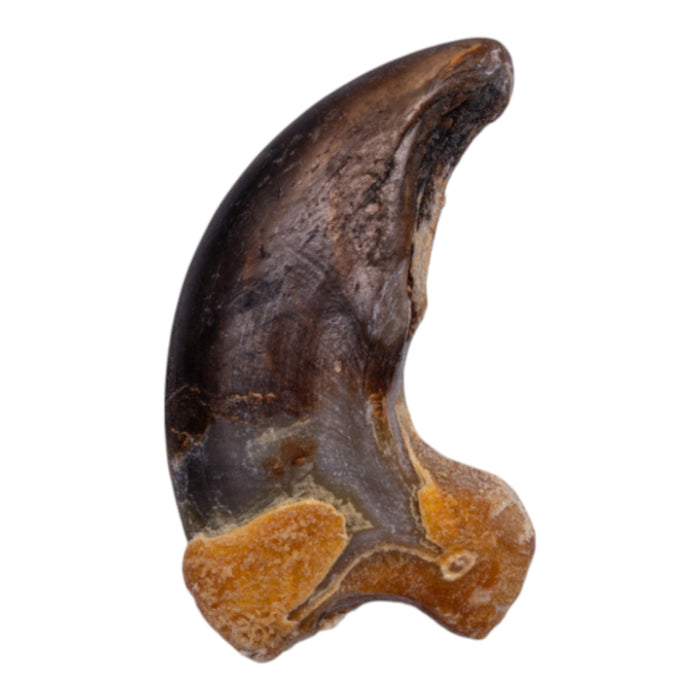 Real Grizzly Bear Back Claw