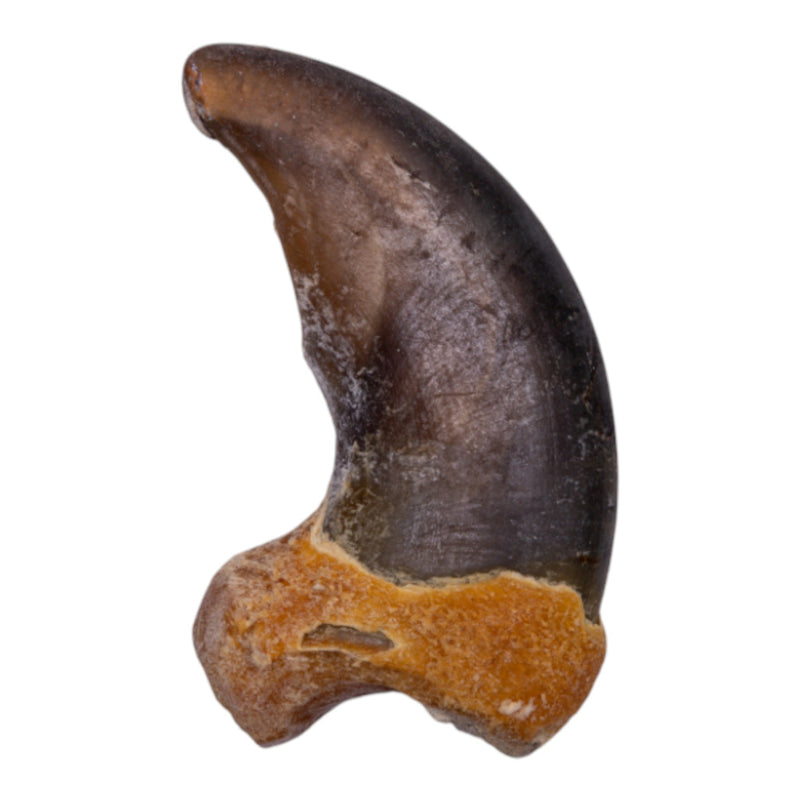Real Grizzly Bear Back Claw