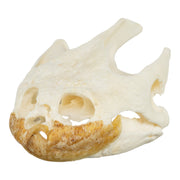 Real Snapping Turtle Skull - Pathology