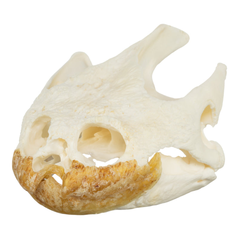 Real Snapping Turtle Skull - Pathology