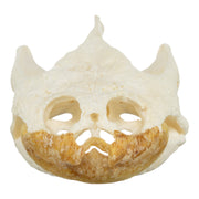 Real Snapping Turtle Skull - Pathology