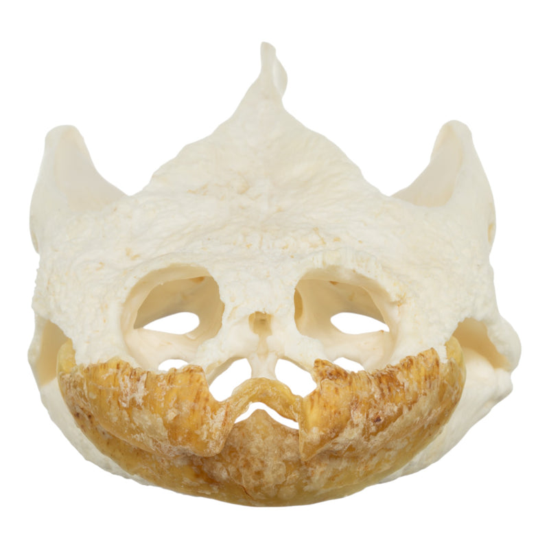 Real Snapping Turtle Skull - Pathology