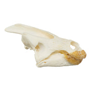 Real Snapping Turtle Skull - Pathology