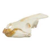 Real Snapping Turtle Skull - Pathology