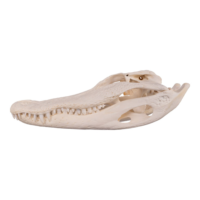 Real American Alligator Skull - Pathology (14 in.)