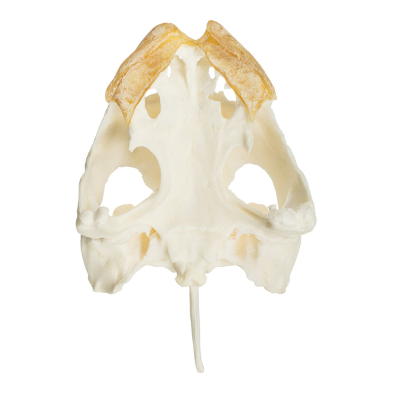 Real Snapping Turtle Skull - Pathology