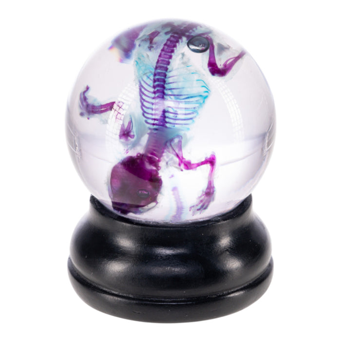 Real Diaphonized Mouse Skeleton - Globe