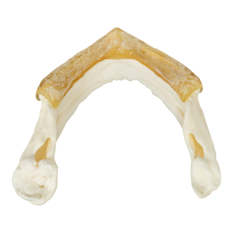 Real Snapping Turtle Skull - Pathology