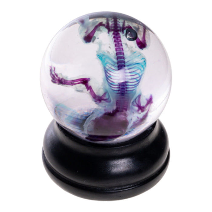 Real Diaphonized Mouse Skeleton - Globe