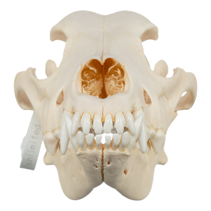 Real Domestic Dog Skull - German Shepherd