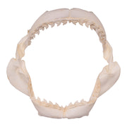 Replica Tiger Shark Jaw